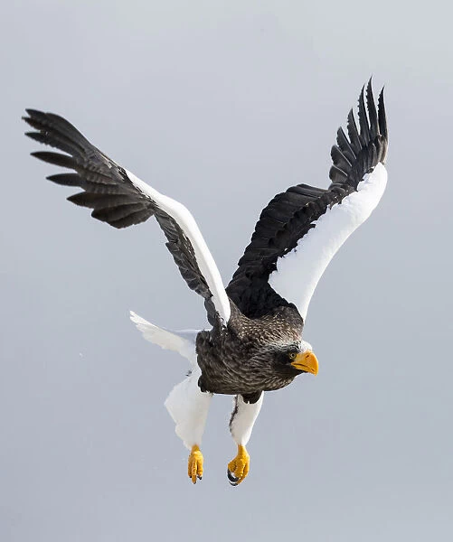 Stellers sea eagle flying. Wintering on the Shiretoko Peninsula, Hokkaido, Japan