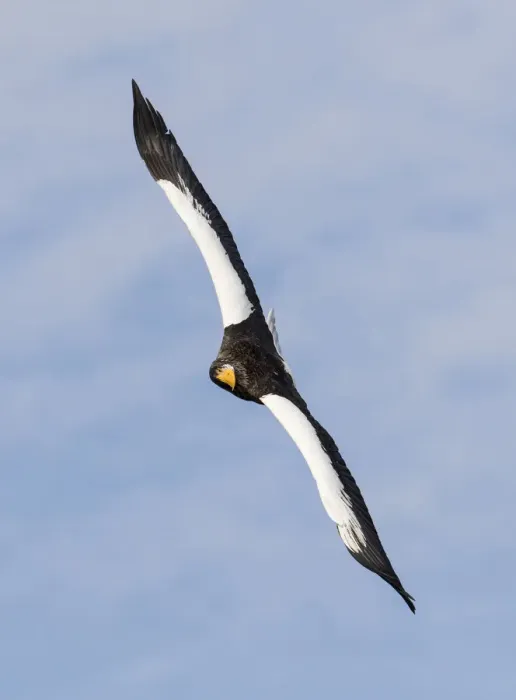 Framed Print : Stellers sea eagle flying. Wintering on the Shiretoko Peninsula, Hokkaido, Japan Framed Print : Stellers sea eagle flying. Wintering on the Shiretoko Peninsula, Hokkaido, Japan