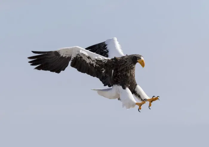 Framed Print : Stellers sea eagle flying. Wintering on the Shiretoko Peninsula, Hokkaido, Japan Framed Print : Stellers sea eagle flying. Wintering on the Shiretoko Peninsula, Hokkaido, Japan