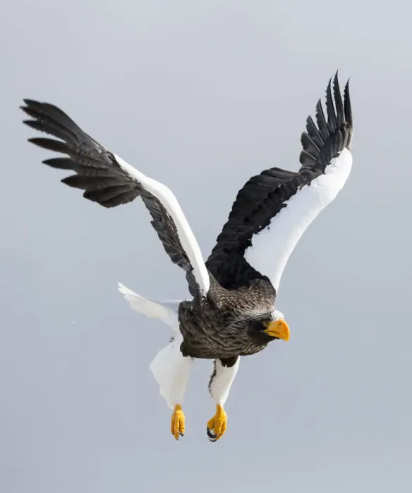 Framed Print : Stellers sea eagle flying. Wintering on the Shiretoko Peninsula, Hokkaido, Japan