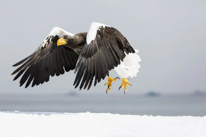Framed Print : Stellers sea eagle flying. Wintering on the Shiretoko Peninsula, Hokkaido, Japan Framed Print : Stellers sea eagle flying. Wintering on the Shiretoko Peninsula, Hokkaido, Japan