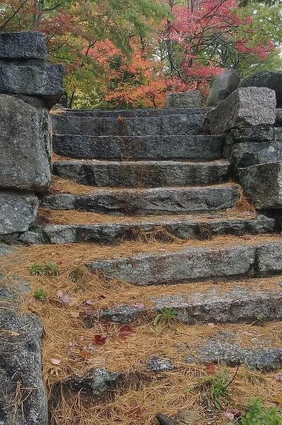 Steps covered in pine needles, White Mountain National Forest, New Hampshire