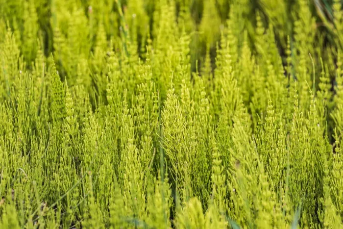 Framed Print : Steptoe, Washington State, USA. Horsetail plants (equisetum) in the Palouse hills Framed Print : Steptoe, Washington State, USA. Horsetail plants (equisetum) in the Palouse hills