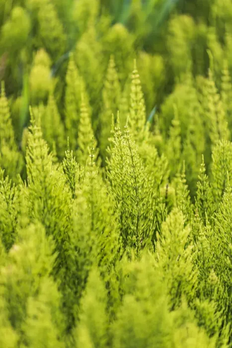 Framed Print : Steptoe, Washington State, USA. Horsetail plants (equisetum) in the Palouse hills