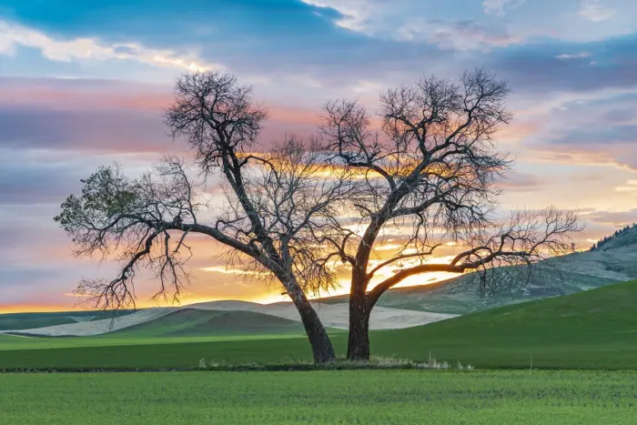 Framed Print : Steptoe, Washington State, USA. Cottonwood trees in a wheat field at sunset Framed Print : Steptoe, Washington State, USA. Cottonwood trees in a wheat field at sunset