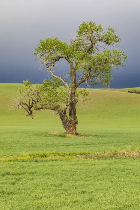 Framed Print : Steptoe, Washington State, USA. Cottonwood tree in wheat field under storm clouds in