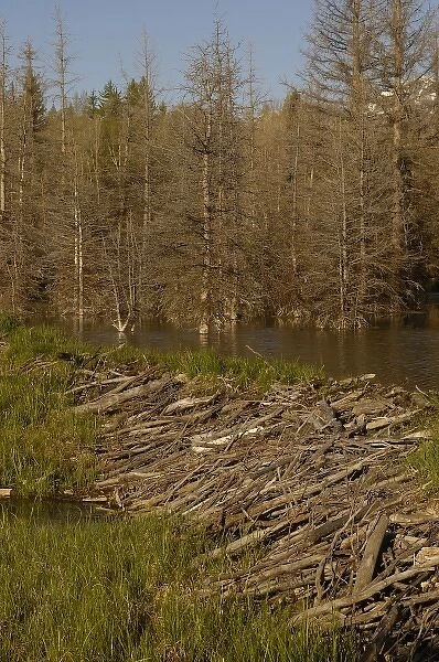 Part of a stick-and-mud dam across a stream with conical house indicates a beaver
