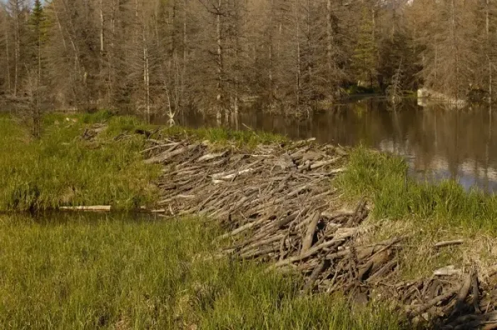 Framed Print : Part of a stick-and-mud dam across a stream with conical house indicates a beaver Framed Print : Part of a stick-and-mud dam across a stream with conical house indicates a beaver