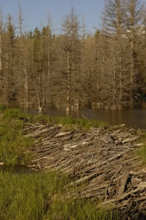 Framed Print : Part of a stick-and-mud dam across a stream with conical house indicates a beaver Framed Print : Part of a stick-and-mud dam across a stream with conical house indicates a beaver