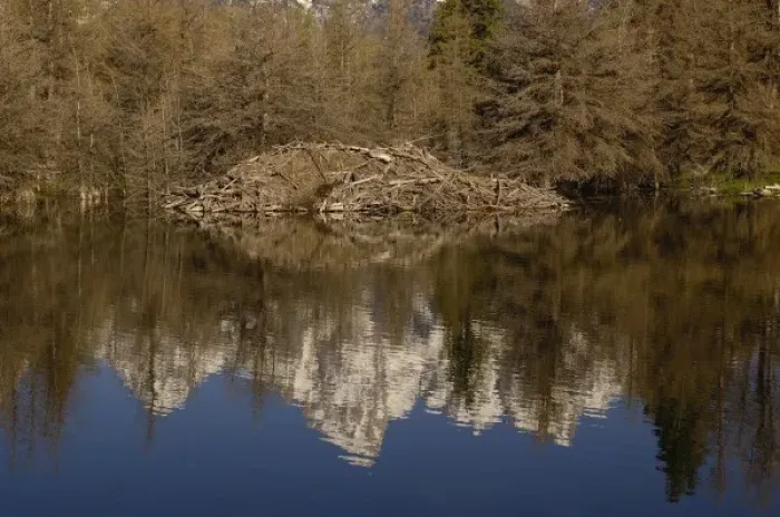 Framed Print : A stick-and-mud dam across a stream with conical house indicates a beaver (Castor canadensis)