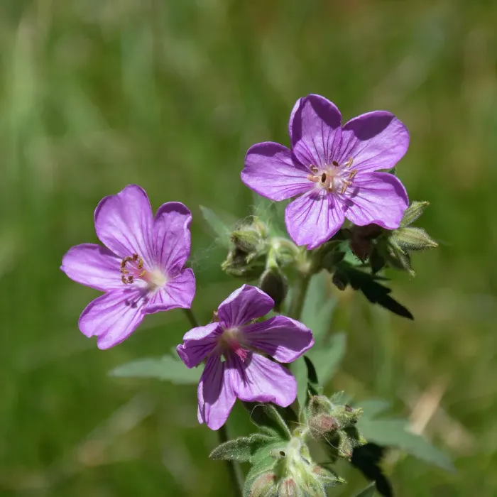 Framed Print : Sticky geranium, Sheepeater Cliff, Yellowstone National Park, Wyoming, USA Framed Print : Sticky geranium, Sheepeater Cliff, Yellowstone National Park, Wyoming, USA