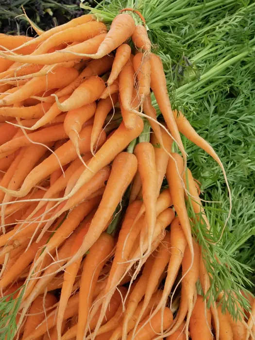 Framed Print : Still-life of young carrots Framed Print : Still-life of young carrots