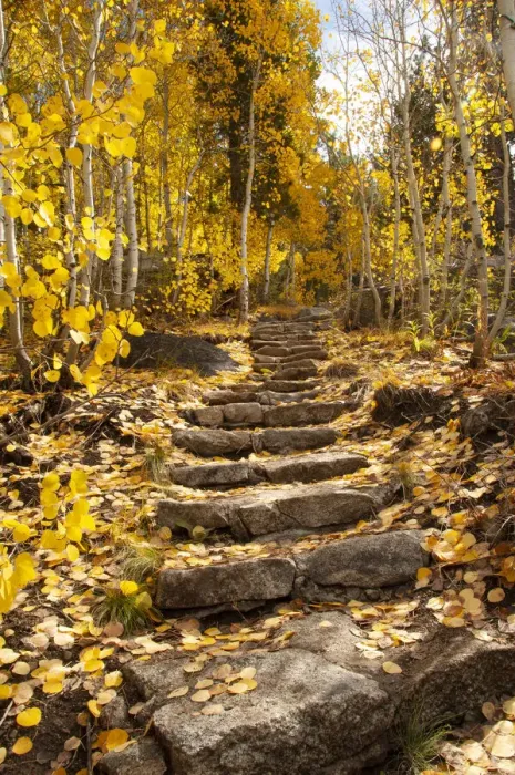Framed Print : These stone stairs behind Sorensens Resort (now Wylder Hotel) in Hope Valley lead to beautiful aspen trees