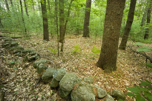 Stone wall in an Oak-Pine forest in Pepperell, Massachusetts