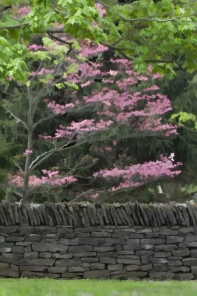 Stone wall and pink dogwood tree, Lexington, Kentucky