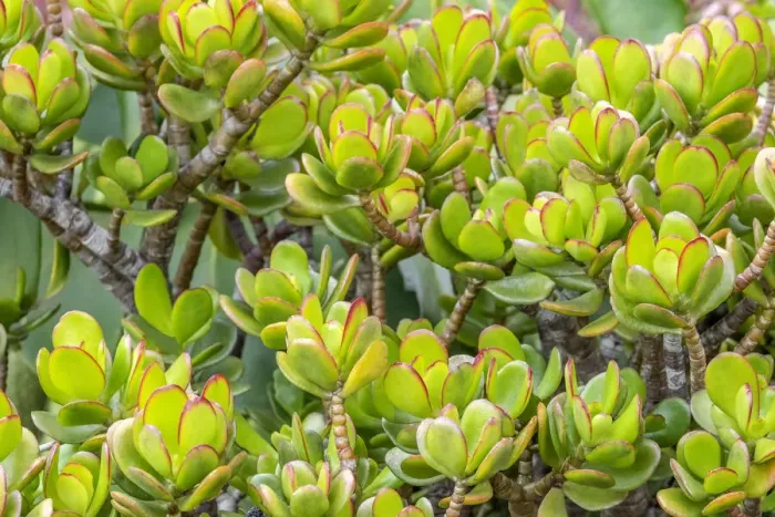 Framed Print : Stonecrop