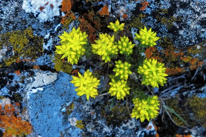 Framed Print : Stonecrop wildflowers in lichen encrusted rocks in Glacier National Park, Montana, USA. (Editorial Use Only) Framed Print : Stonecrop wildflowers in lichen encrusted rocks in Glacier National Park, Montana, USA. (Editorial Use Only)