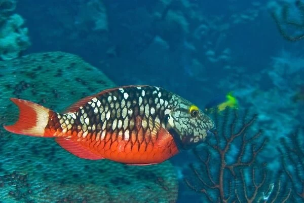 Stoplight Parrotfish (Sparisoma varide) Hol Chan Marine Preserve, Belize Barrier
