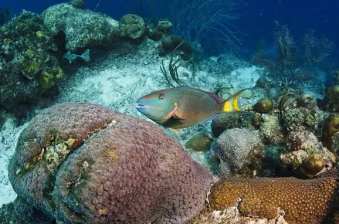 Framed Print : Stoplight Parrotfish (Sparisoma viride), Bonaire, Netherlands Antilles, Caribbean