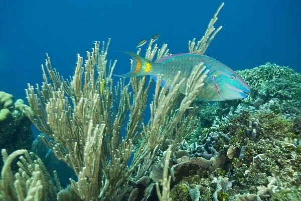 Stoplight Parrotfish (Sparisoma viride), Caribbean Scuba Diving, Roatan, Bay Islands