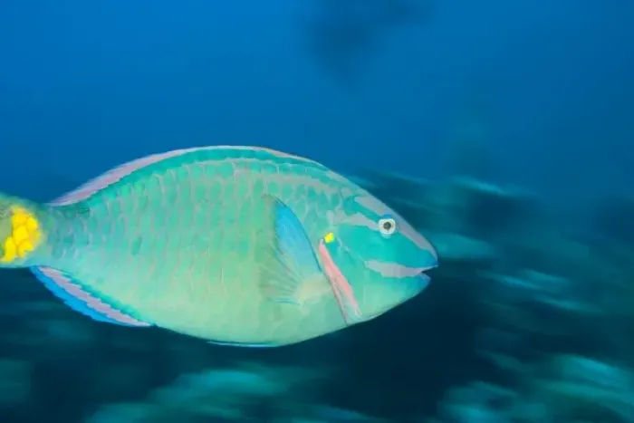 Framed Print : Stoplight Parrotfish (Sparisoma viride), North Side of Utila, Bay Islands, Honduras