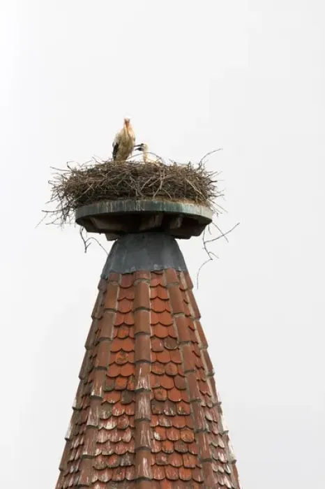 Framed Print : Stork nesting atop a steeple at Ribeauville, France. france, french, europe Framed Print : Stork nesting atop a steeple at Ribeauville, France. france, french, europe