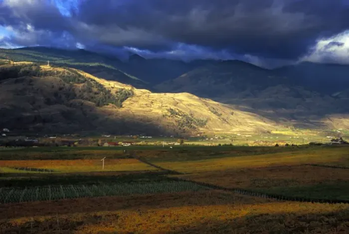 Framed Print : Stormy sky over the fall-colored vineyards of Burrowing Owl Wineryi in the Okanagan Framed Print : Stormy sky over the fall-colored vineyards of Burrowing Owl Wineryi in the Okanagan