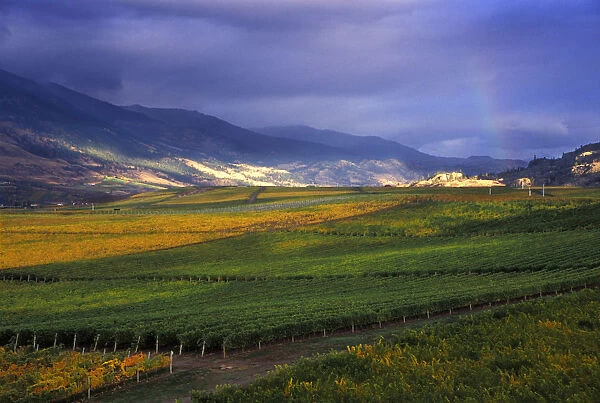 Stormy sky over the fall-colored vineyards and winery of Burrowing Owl Winery with