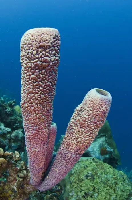 Framed Print : Stove-pipe Sponge (Aplysina archeri) BONAIRE, Netherlands Antilles, Caribbean Framed Print : Stove-pipe Sponge (Aplysina archeri) BONAIRE, Netherlands Antilles, Caribbean