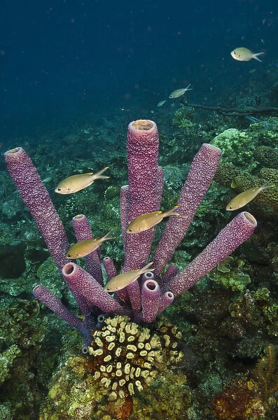 Stove-pipe Sponge (Aplysina archeri) BONAIRE, Netherlands Antilles, Caribbean