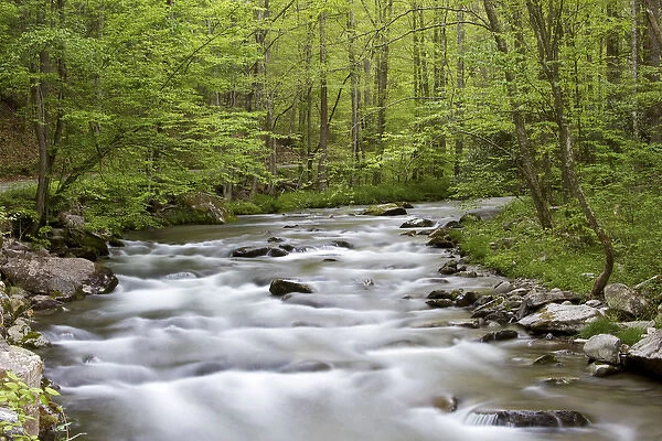 Straight Fork Creek in spring, Great Smoky Mountains National Park, NC