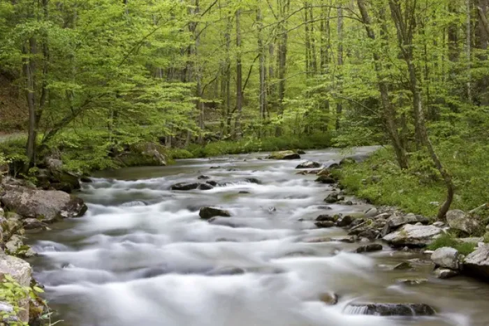 Framed Print : Straight Fork Creek in spring, Great Smoky Mountains National Park, NC Framed Print : Straight Fork Creek in spring, Great Smoky Mountains National Park, NC