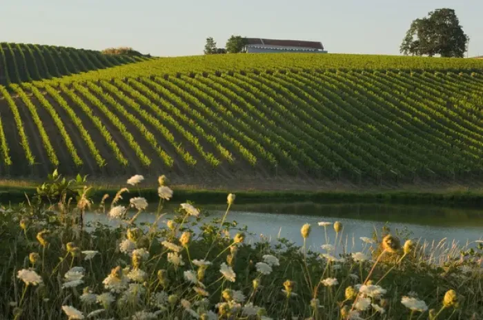 Framed Print : Straight rows of riesling vines roll up hills at Montinore Estate Vineyards near Forest Grove