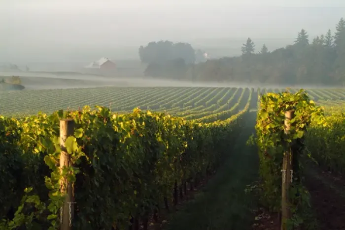 Framed Print : Straight rows of the vines at Stoler Vineyards in Willamette Valley Wine Country
