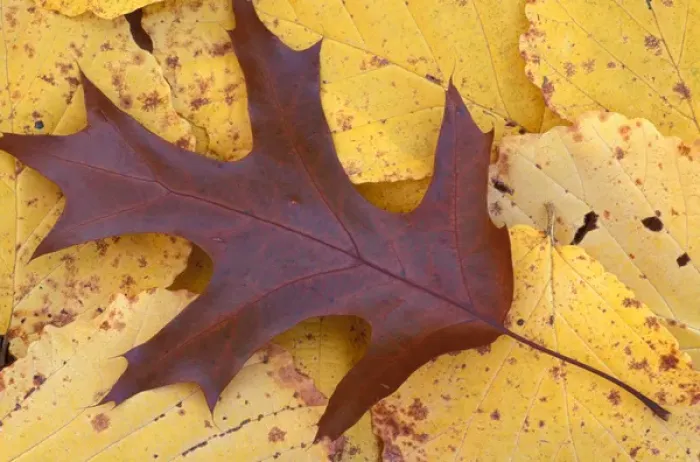 Framed Print : Stratham, NH Northern Red Oak, Quercas rubra, leaf in fall. Sandy Point Trail