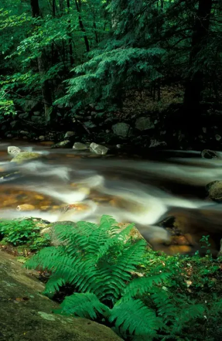 Framed Print : Stratton, VT. Ferns and hemlock trees along Broad Brook in Vermonts Green Mountains