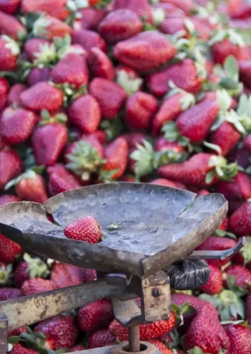 Framed Print : Strawberries for sale in Fes medina, Morocco Framed Print : Strawberries for sale in Fes medina, Morocco