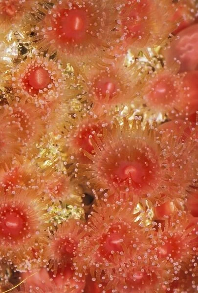 Strawberry anemone, corynactis californica