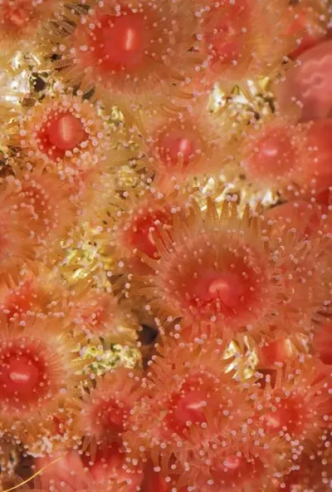 Framed Print : Strawberry anemone, corynactis californica Framed Print : Strawberry anemone, corynactis californica