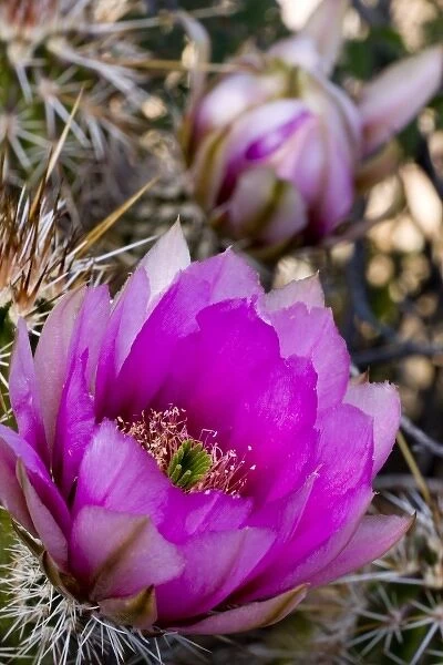 Strawberry Hedgehog Flower, Enchinocereus engelmannii, Sonoran Desert, High Desert Park