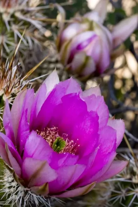 Framed Print : Strawberry Hedgehog Flower, Enchinocereus engelmannii, Sonoran Desert, High Desert Park