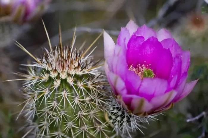 Framed Print : Strawberry Hedgehog Flower, Enchinocereus engelmannii, Sonoran Desert, High Desert Park