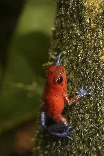 Strawberry Poison-dart frog (Dendrobates pumilio) La Selva, Costa Rica