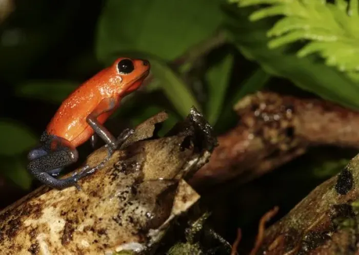 Framed Print : Strawberry Poison-dart frog (Dendrobates pumilio) La Selva, Costa Rica