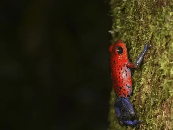 Framed Print : Strawberry Poison-dart frog (Dendrobates pumilio) La Selva, Costa Rica