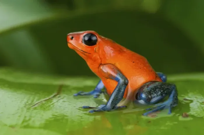 Framed Print : Strawberry poison frog or strawberry poison-dart frog (Oophaga pumilio), Costa Rica Framed Print : Strawberry poison frog or strawberry poison-dart frog (Oophaga pumilio), Costa Rica