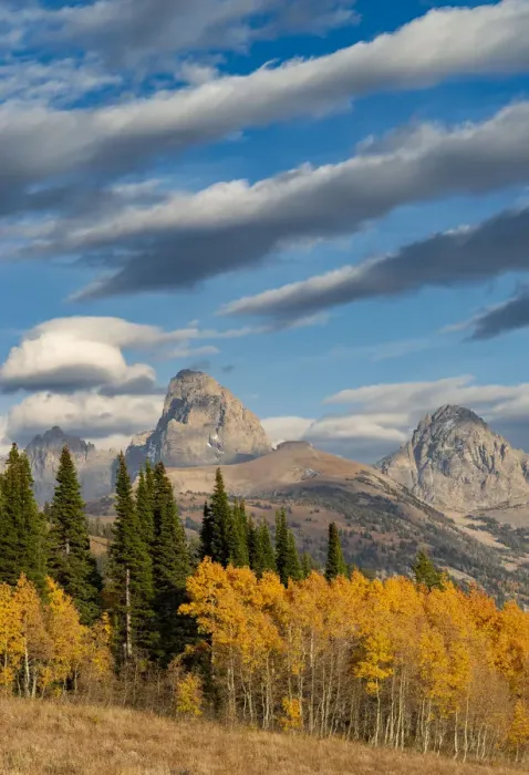 Framed Print : Streaky cirrus and cumulus clouds complement Golden Aspens with Grand Framed Print : Streaky cirrus and cumulus clouds complement Golden Aspens with Grand
