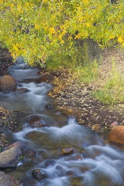Stream in Fall with the colors reflected in the moving waters, Alabama Hills California
