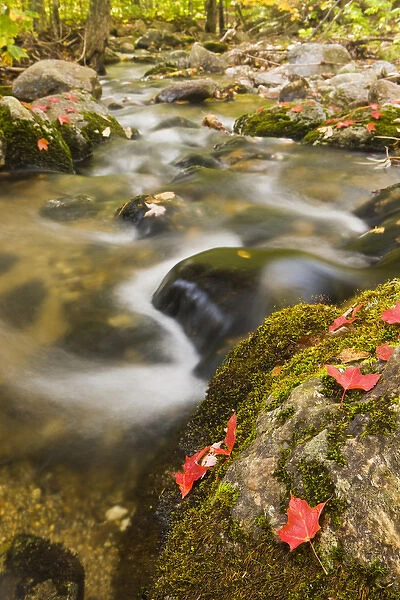 A stream in fall in a forest in Grafton, New Hampshire