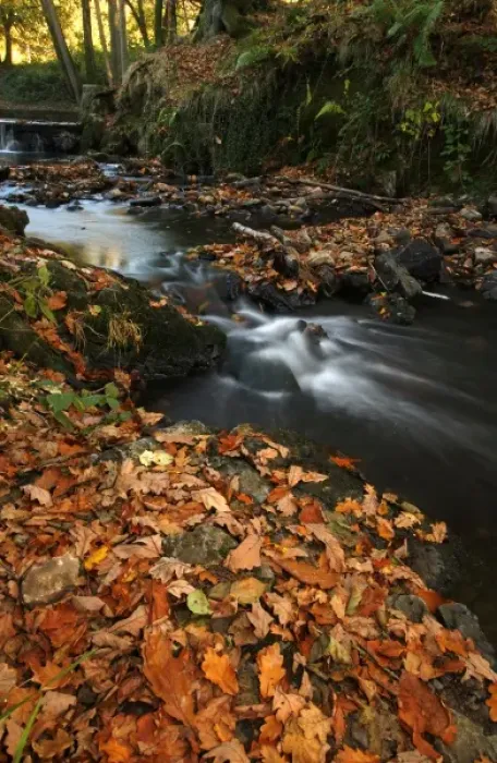 Framed Print : Stream with Fall Leaves in the Forest of Dean, UK Framed Print : Stream with Fall Leaves in the Forest of Dean, UK